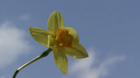 Narcissus in the sky 스톡 동영상 53005043