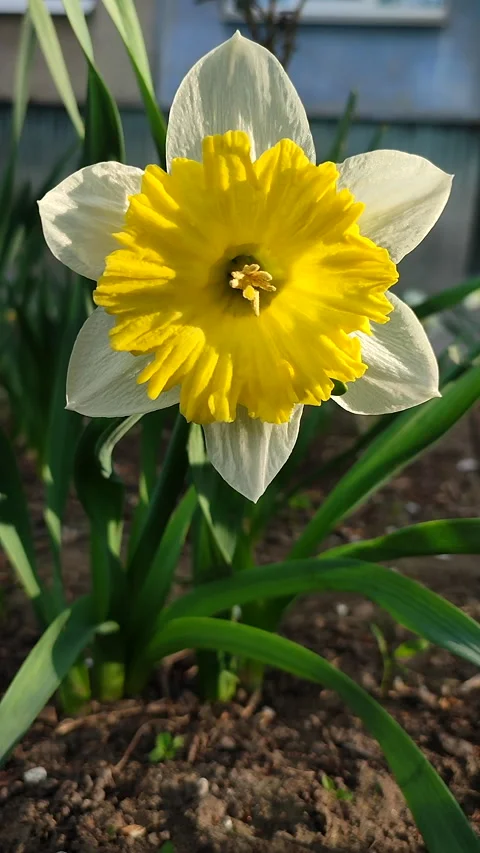Narcissus Split Crown Dinnerplate Blooming varietal daffodil close-up Vertical Stock Footage 312117478
