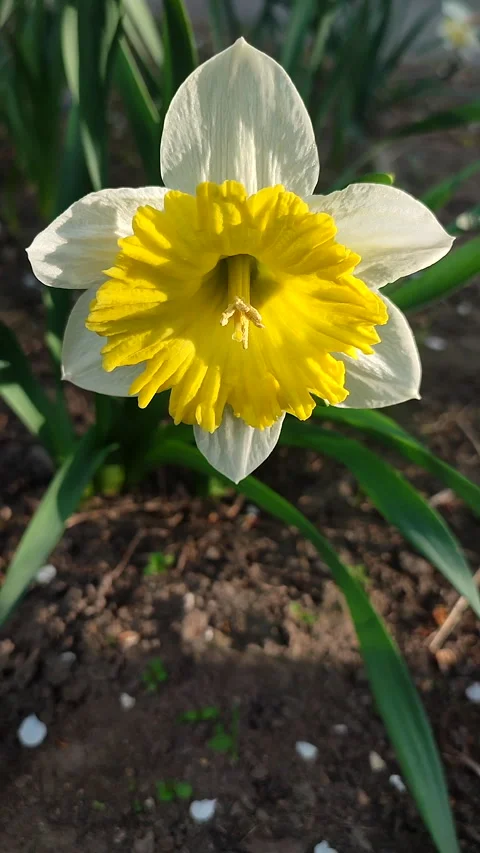 Narcissus Split Crown Dinnerplate Blooming varietal daffodil close-up Vertical Stock Footage 312117479