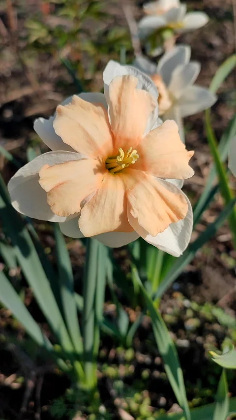 Narcissus Split Crown Electrus Blooming daffodil flower white pink Vertical Stock Footage 311253547