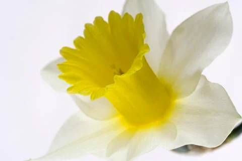 Narcissus 'Spring Dawn' Stock Photos