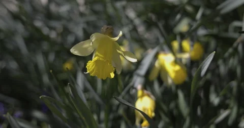 Narcissus in the sun, the movement of the camera, 4K slomo Stock Footage 184019860
