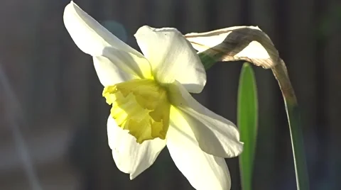 Narcissus in the sunlight Stock Footage 49343434