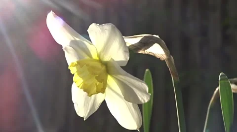 Narcissus in the sunlight Video stock 49343442