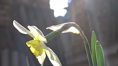 Narcissus in the sunlight. Stock Footage 49343448
