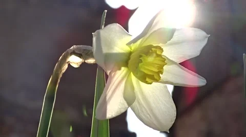 Narcissus in the sunlight Stock Footage 49343493