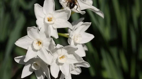 Narcissus tazetta Stock Footage 102573917