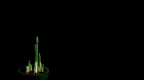 Narcissus Timelapse Stock Footage 7971024