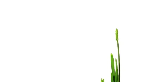 Narcissus Timelapse Stock Footage 7971808