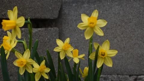 Narcissus video Stock Footage 238463925