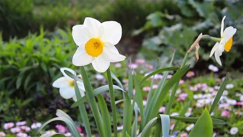 Narcissus white spring Stock Footage 72751318