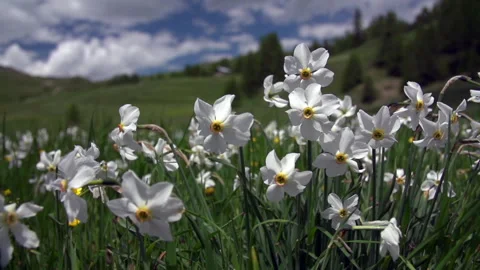 Narcissus in the wind Stock Footage
