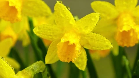 Narcissus yellow close up Stock Footage 239845233