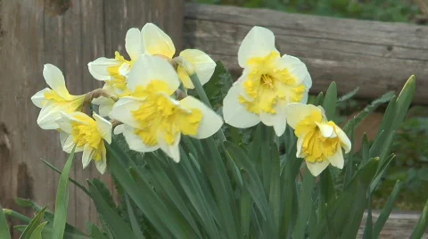 Narcissuses on a bed. Stock Footage 710862