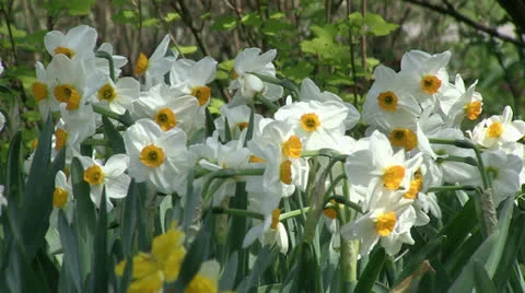 Narcissuses in the garden Stock Footage 25508448