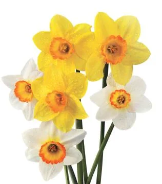 Narcissuses Foto stock