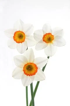Narcissuses 스톡 사진