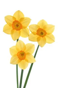 Narcissuses 스톡 사진