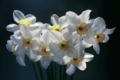 Narcissuses. Stock Photos