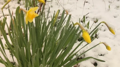 Narcissuses under snow Stock Footage 74898703