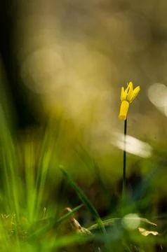 Narcisus ciclamineus Stock Photos