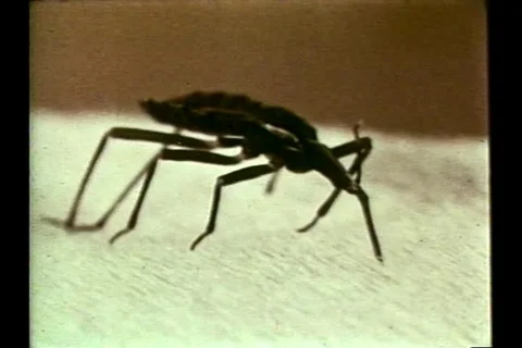 Narrator talks about a bug that carries the parasite which causes chagas - 1966 Stock-Footage 93111925
