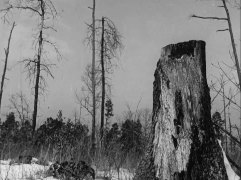 Narrator talks about condition of land and forest - 1940 Stock Footage 93110380
