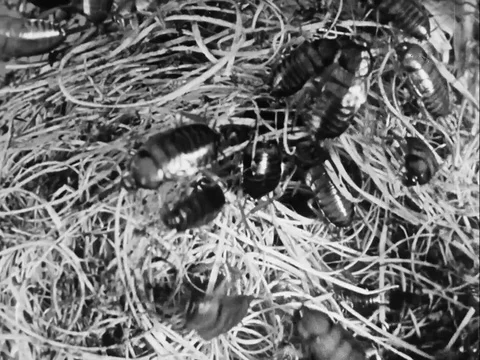 Narrator talks about different kinds of cockroaches - 1959 動画素材 95179273