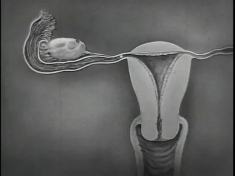 Narrator talks about the menstruation process in female body - 1943 Stock Footage 97593173