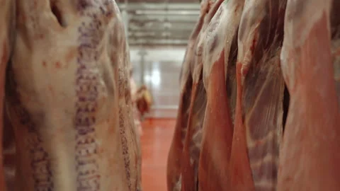 Narrow Aisle Between Butchered Animal Halves in Meat Hanging Cooler Stock Footage 340263080
