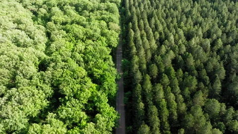 Narrow and empty road through deciduous forest, Foloi oak forest during sunny Stock Footage 296785798