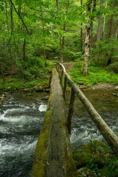 Narrow And Mossy Tree Trunk Bridge In Great Smoky Mountains 写真素材