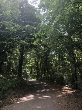 A narrow asphalt path winds through a dense green forest under bright sunlight. Stock Photos