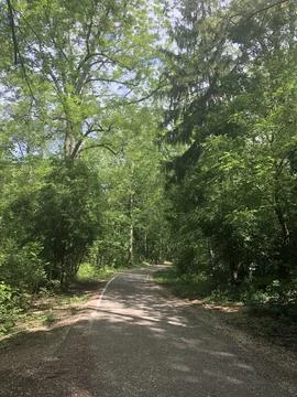 A narrow asphalt path winds through a dense green forest under bright sunlight. Stock Photos