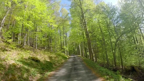 Narrow asphalt road in fresh springtime forest Stock Footage 302928718