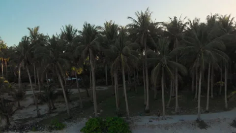 Narrow beach surrounded by palm trees at sunset 库存影片 131324529