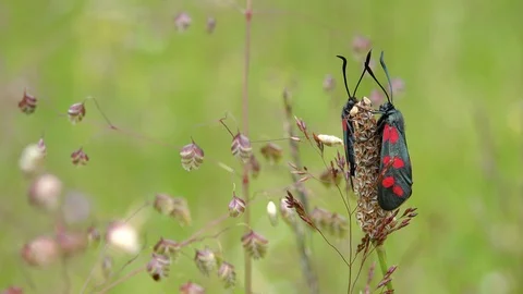 Narrow-bordered Five-spot Burnet sitting on plant. Insects in natural habitat Stock Footage 114982599