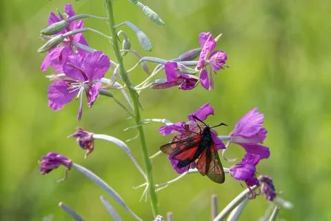 Narrow-Bordered Five-Spot Burnet Stock Photos