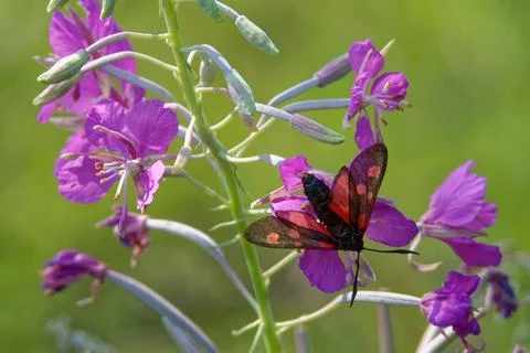 Narrow-Bordered Five-Spot Burnet Stock Photos