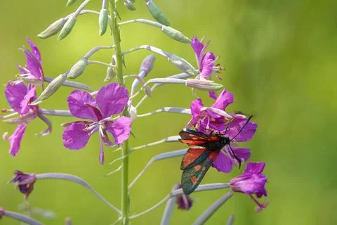 Narrow-Bordered Five-Spot Burnet Stock Photos