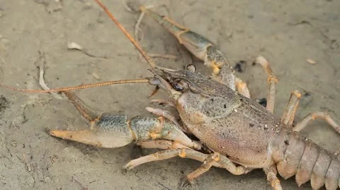 Narrow-clawed crayfish Astacus leptodactylus in nature Stock Footage 12367836