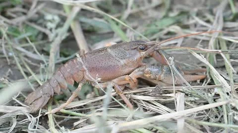 Narrow-clawed crayfish Astacus leptodactylus in nature Stock Footage 12367895