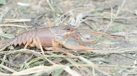 Narrow-clawed crayfish Astacus leptodactylus in nature Stock Footage 12367905