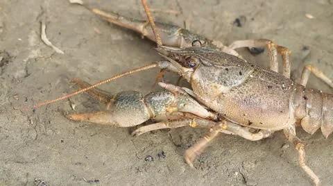 Narrow-clawed crayfish Astacus leptodactylus in nature Stock Footage 12367998