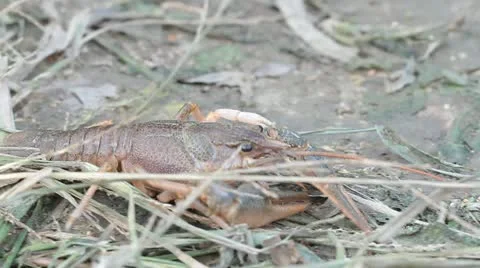 Narrow-clawed crayfish Astacus leptodactylus in nature Stock Footage 12368033