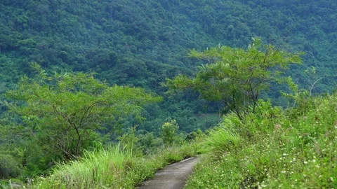 Narrow Concrete Path Along Hillside Overlooking Dense Forest 스톡 동영상 344232571