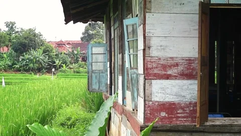 Narrow concrete path at edge of rice field, goes to buildings area. Tropica.. Stock Footage 297322456
