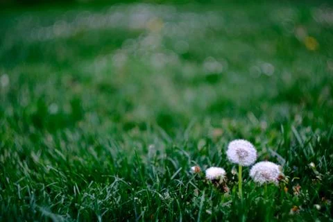 Narrow depth of field composition with three dandelions standing in front of  Stock Photos