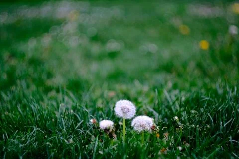 Narrow depth of field composition with three dandelions standing in front of  Stock Photos