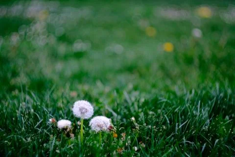 Narrow depth of field composition with three dandelions standing in front of  Stock Photos
